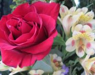 Flower Festival 5th July 2025