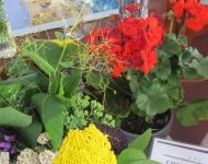 Flower Festival 5th July 2025