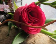 Flower Festival 5th July 2025