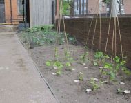 Garden Renovation 17th May 2025